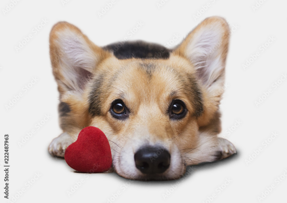 A dog with a red heart on a white background. Valentine's Day.