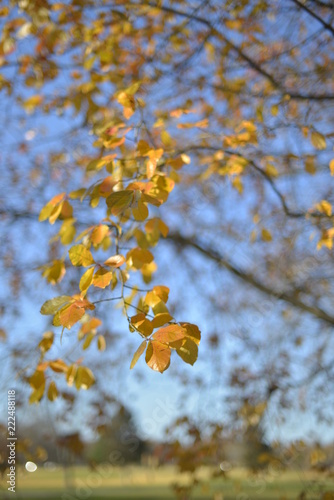 Trees with fall color in morning light