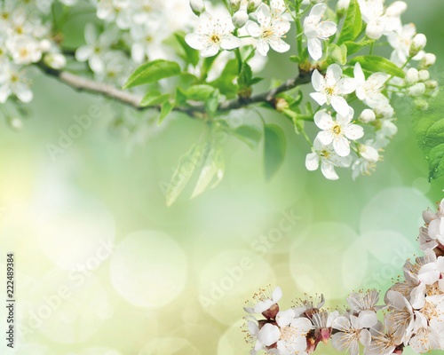 Flowers of the cherry blossoms on a