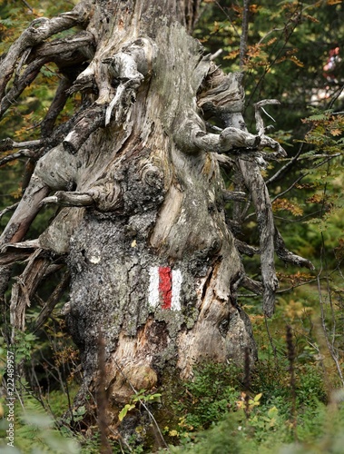 tronc d arbre avec signe de piste pour randonneurs