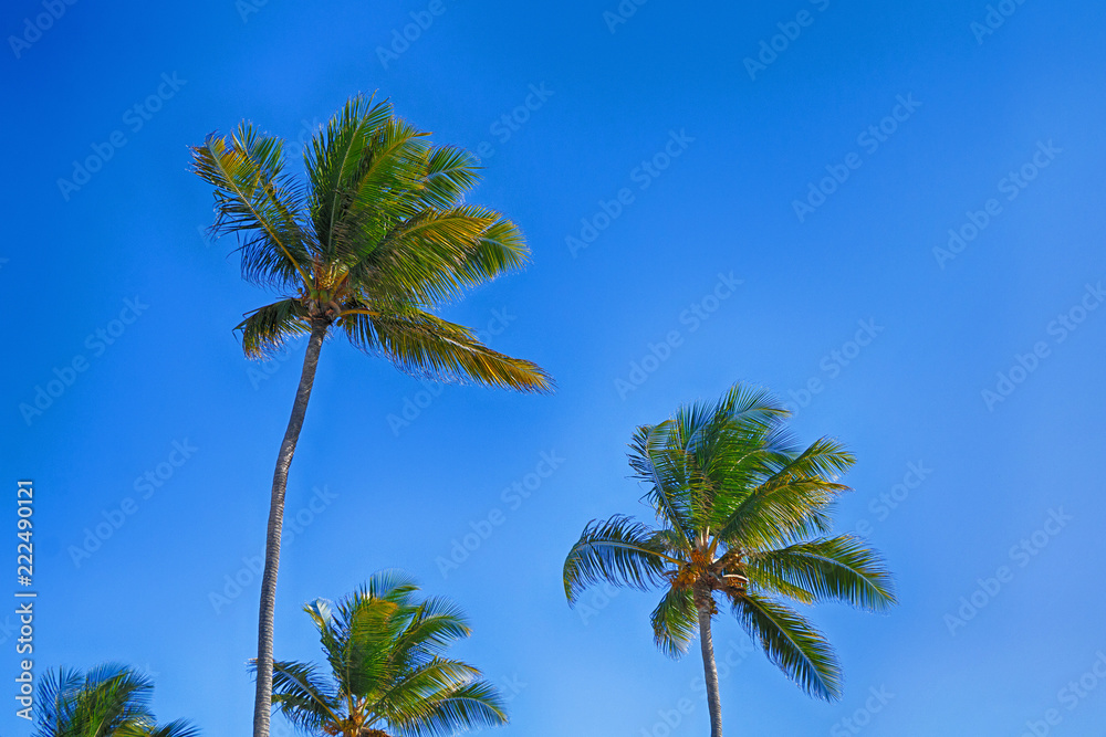 Beautiful tropical palm trees against the sky. Beautiful tropical palm trees against the sky.