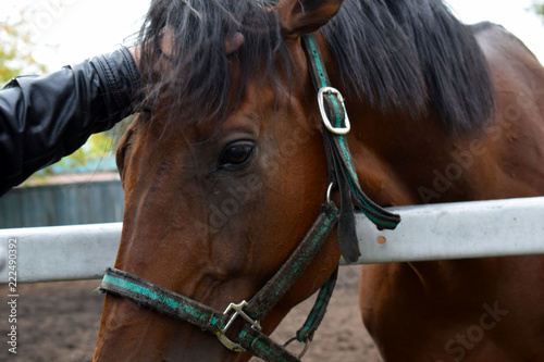 Man stroking horse. Thoroughbred racehorse walking in the paddock. Krasnoyarsk city Racecourse. Horse face close-up. Equestrian sport. Friendship between man and animal.