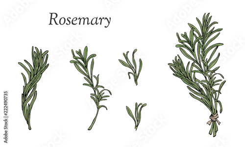 Set with rosemary hand drawn colored elements