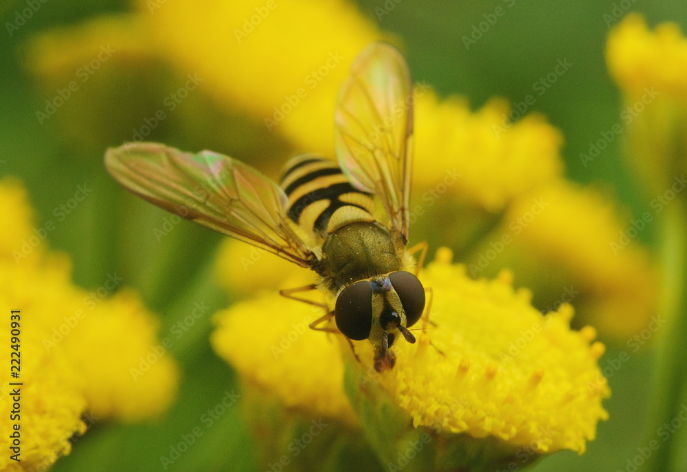 Yellow fly is like a wasp close-up of eating nectar on a yellow tansy flower Yellow fly is like a wasp close-up of eating nectar on a yellow tansy flower