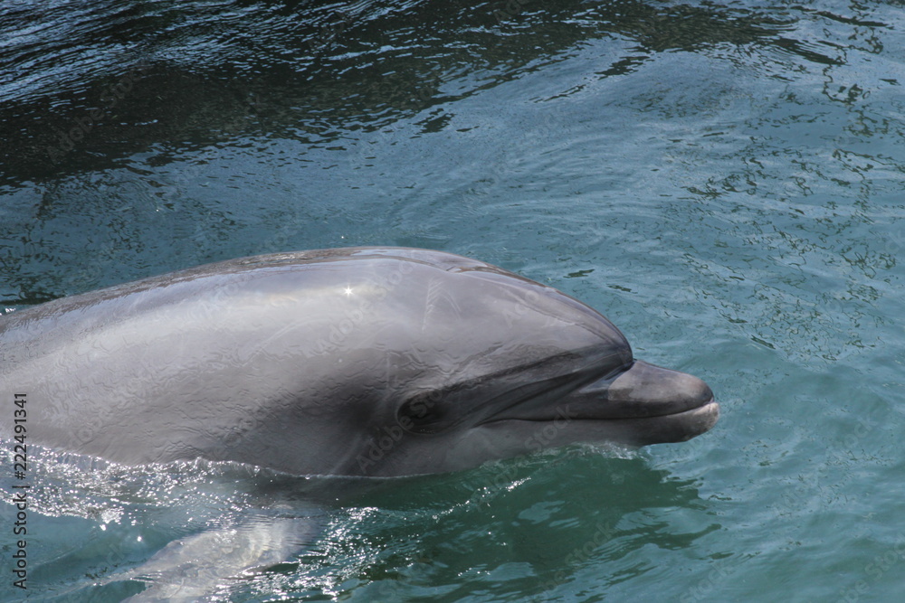 Fototapeta premium Bottlenose dolphin in water