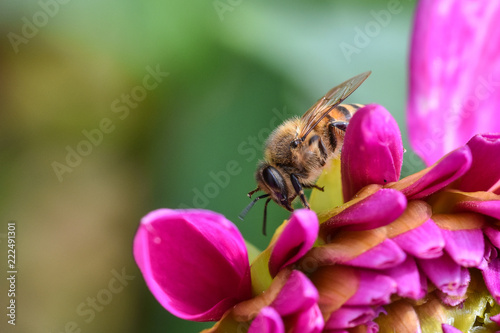 Biene auf Dahlienblüte 03