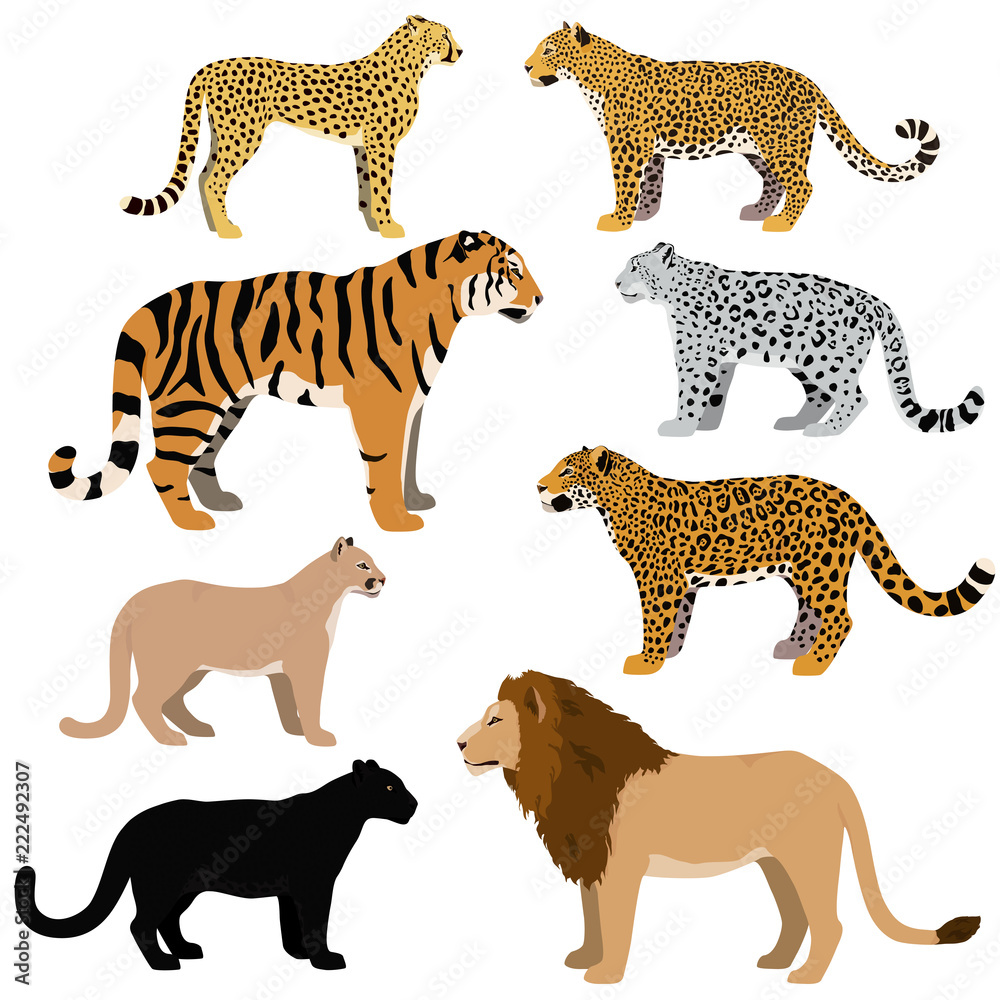 Cartoon big cats vector set. Cartoon big cats vector set.