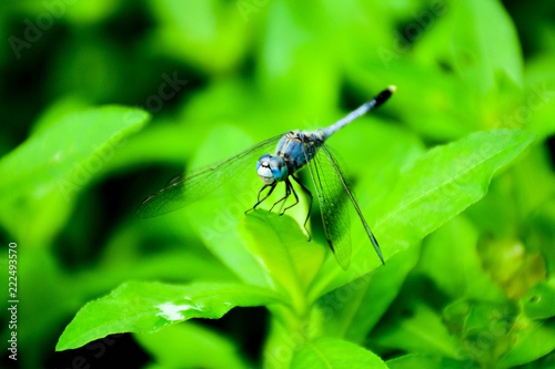 blue dragonfly on a green grass leaf