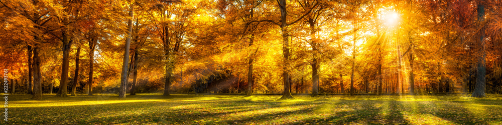 Naklejka premium Lasowa panorama w jesieni jako tło