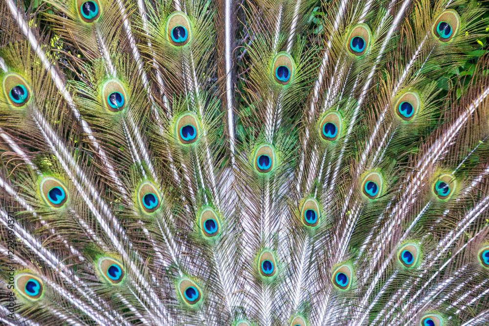 Fototapeta premium feathers, tail of a peacock