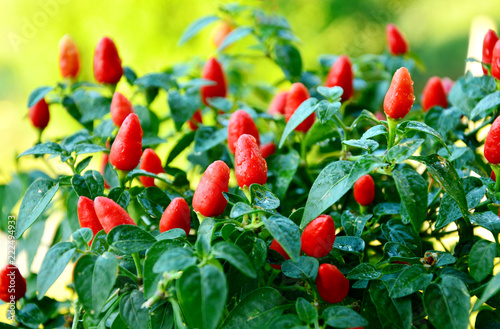 Fresh Little Elf Chili Pepper plant with water drop.
Growing chili in the garden at home. photo