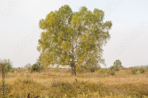 Big birch in the field. Birch in autumn. A huge birch.