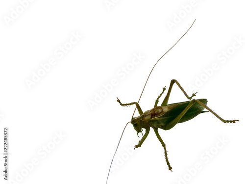 grasshopper on white background © Glebovic
