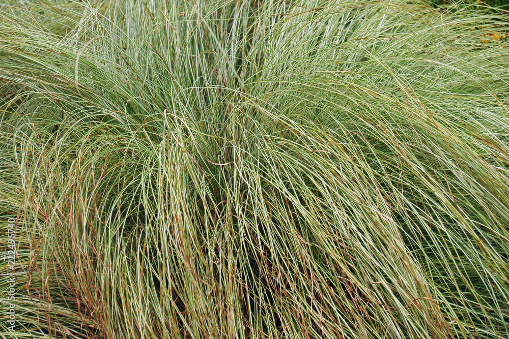 Striped Japanese sedge silk tassel (Carex morrowii var. temnolepsis). Striped Japanese sedge silk tassel (Carex morrowii var. temnolepsis).