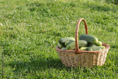 Wicker basket with ripe fresh cucumbers on green grass