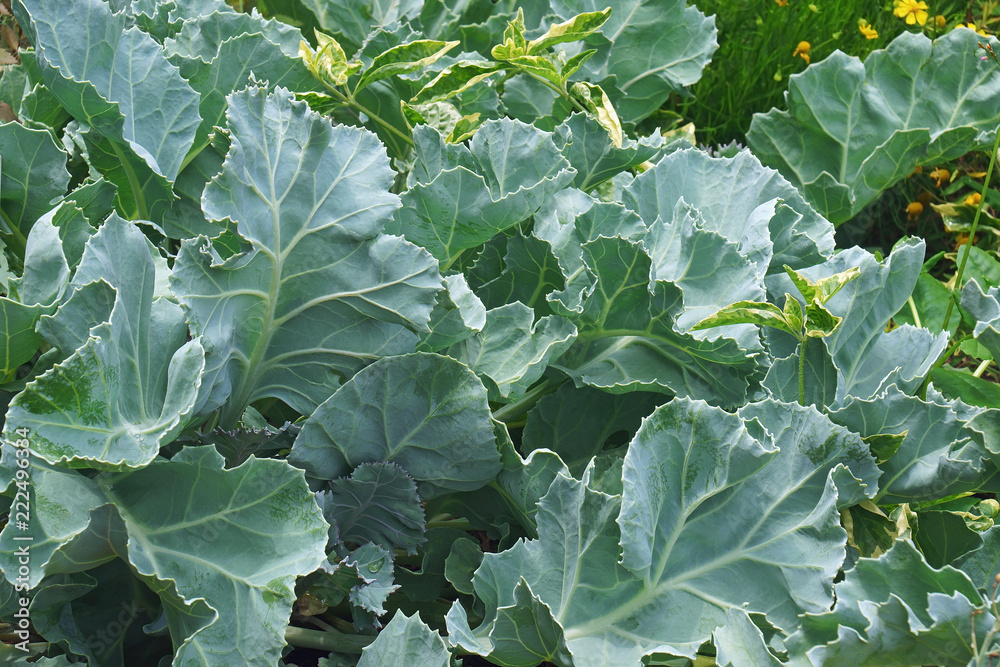 Sea kale (Crambe maritima). Called Sea cole, Seakale, Sea colewort and Cramble aslo. Sea kale (Crambe maritima). Called Sea cole, Seakale, Sea colewort and Cramble aslo.