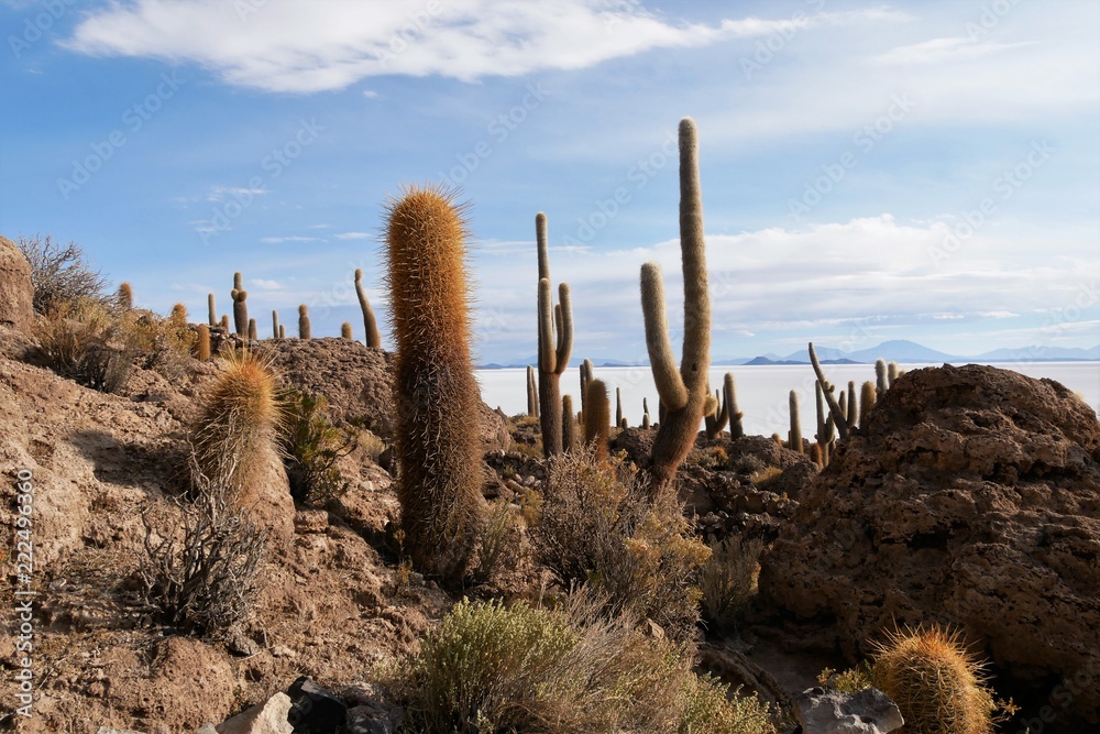 Little island full of gigant cactuses in Salar de Uyuni, the largest salt desert in the world, in Bolivia Little island full of gigant cactuses in Salar de Uyuni, the largest salt desert in the world, in Bolivia