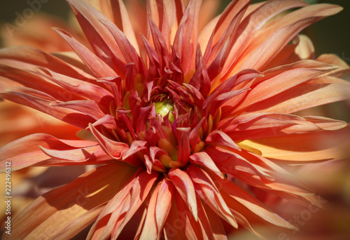 Fototapeta Naklejka Na Ścianę i Meble -  Closeup of a orange red dahlia flower - sunny bright look and feel