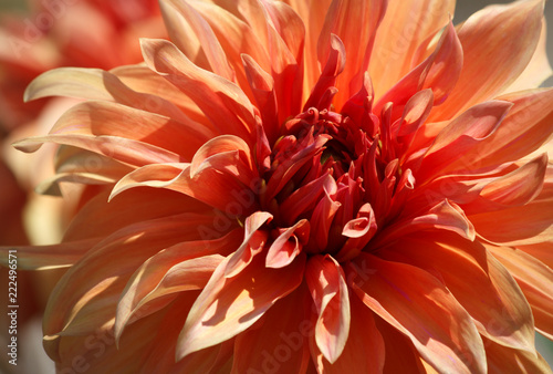 Fototapeta Naklejka Na Ścianę i Meble -  Closeup of a orange red dahlia flower - sunny bright look and feel
