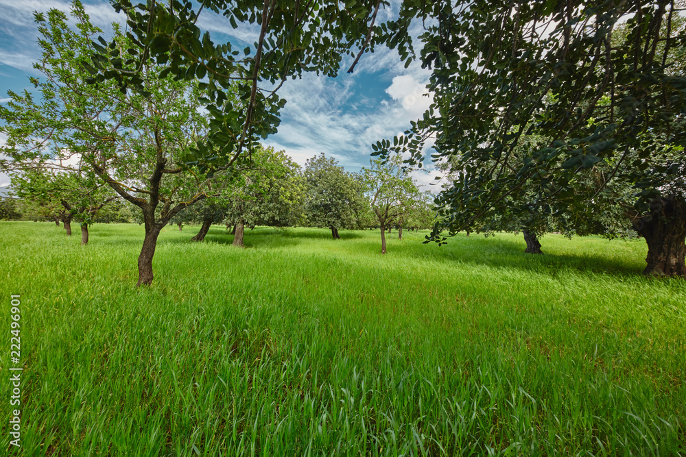 Bäume im Sommer Hintergrund Landschaft wolken blauer Himmel grünes Gras