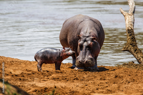 Photography Hippo mother with her baby in the Masai Mara National Park in Kenya