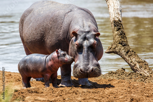 Fototapet Hippo mother with her baby in the Masai Mara National Park in Kenya