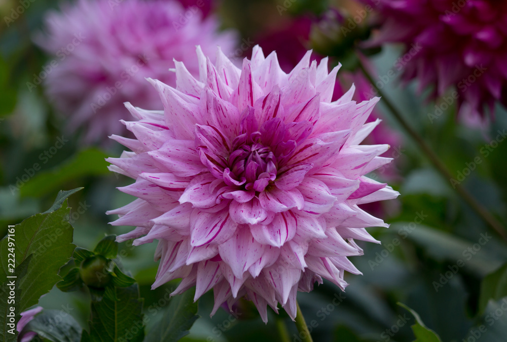 A beautiful pink purple dahlia flower in a natural garden environment A beautiful pink purple dahlia flower in a natural garden environment