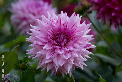 A beautiful pink purple dahlia flower in a natural garden environment