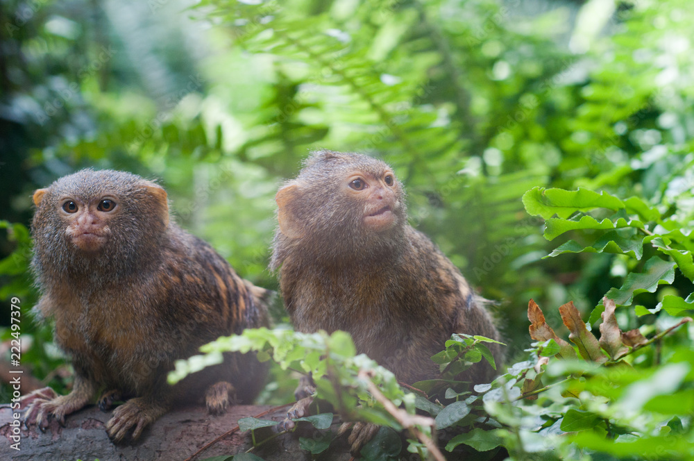 Obraz premium Pair of pygmy monkeys sitting in green grass.