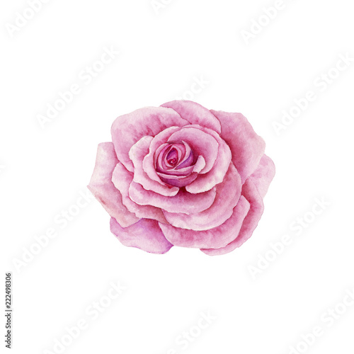 Watercolor rose isolated on white background. Handmade drawing.