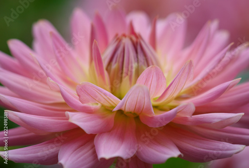 Fototapeta Naklejka Na Ścianę i Meble -  Closeup of a pink pastel colored dahlia flower