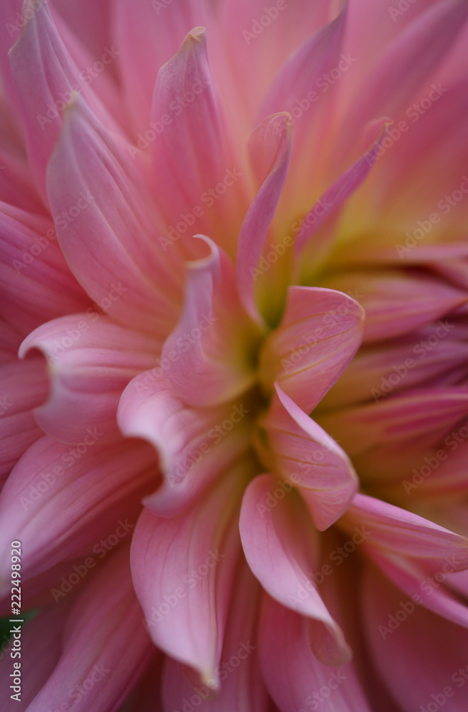 Closeup of pink pastel colored dahlia flower petals 