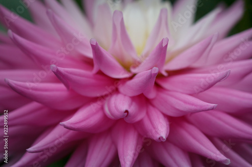 Fototapeta Naklejka Na Ścianę i Meble -  Closeup of pink pastel white colored dahlia flower petals