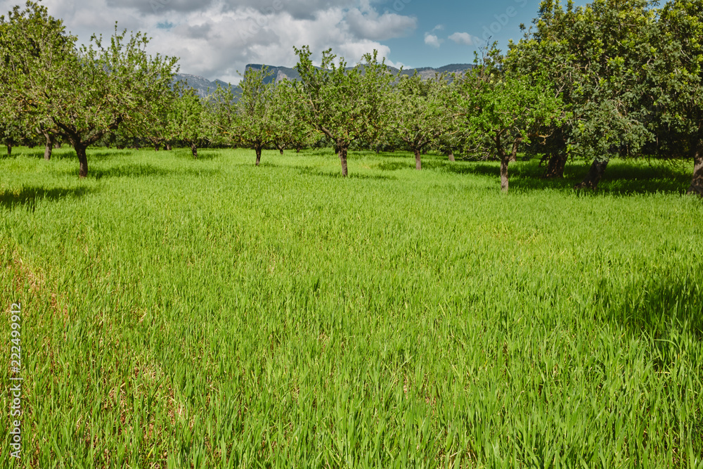 Fototapeta premium Bäume im Sommer Hintergrund Landschaft wolken blauer Himmel grünes Gras