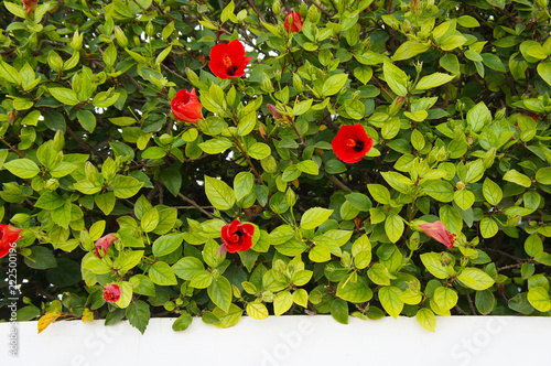 Hibiscus rosa-sinensis or chinese hibiscus green plant with red flowers  photo