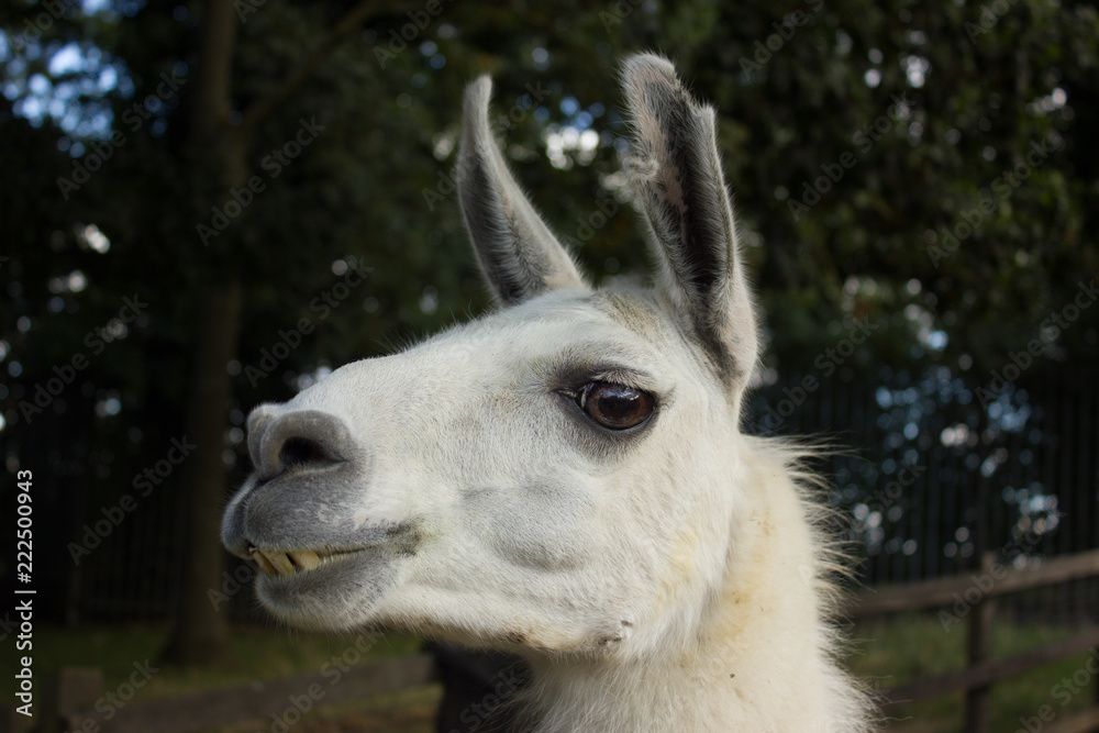 muzzle of a smiling llama with teeth