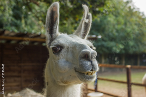 muzzle of a smiling llama with teeth