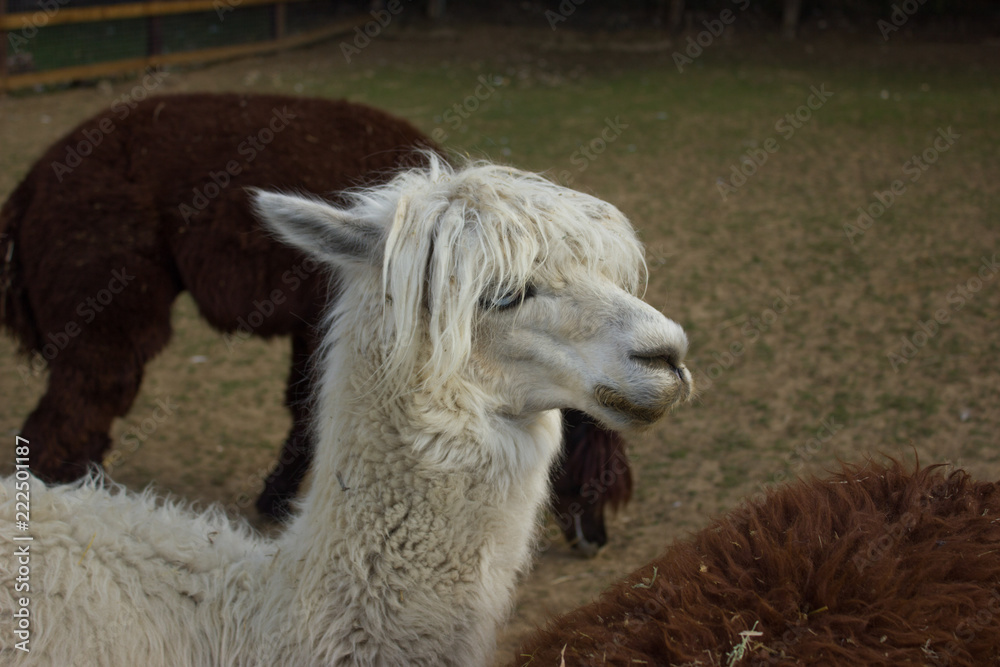 muzzle of happy alpacas as a rock star
