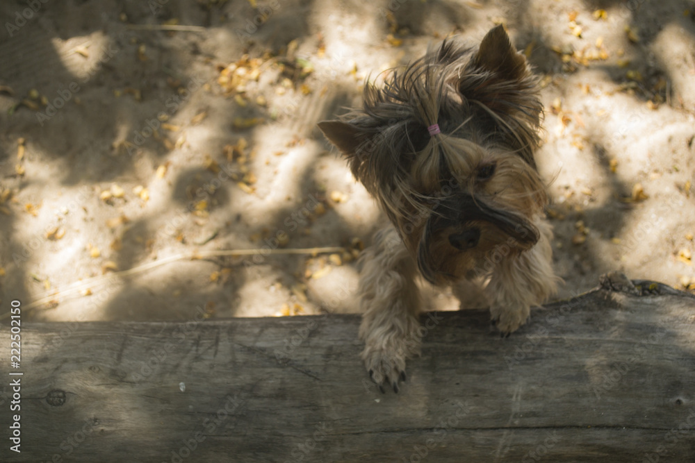 Cute yorkshire terrier outdoor.