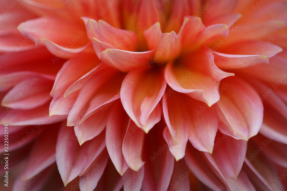 Closeup of a Beautiful Dahlia Flower - Warm Autumn Color Space