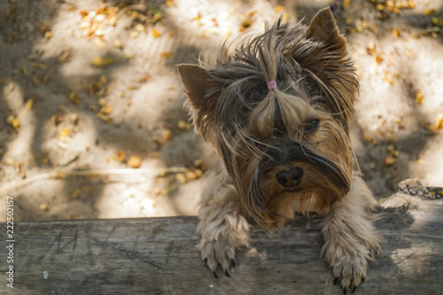 Cute yorkshire terrier outdoor. © Natali Vinokurova