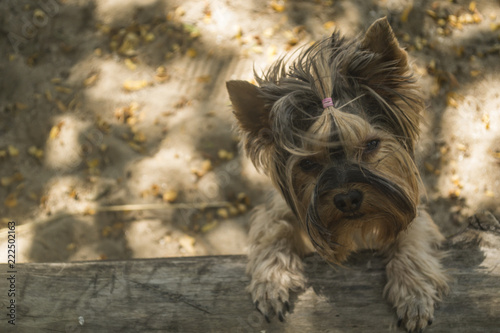 Cute yorkshire terrier outdoor. © Natali Vinokurova