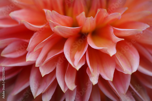 Fototapeta Naklejka Na Ścianę i Meble -  Closeup of a Beautiful Dahlia Flower - Warm Autumn Color Space