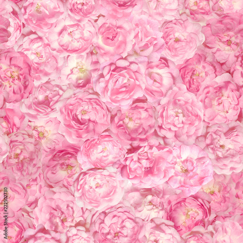 Repeatable pattern of over 40 different pink rose buds  each of them studio photographed seperately