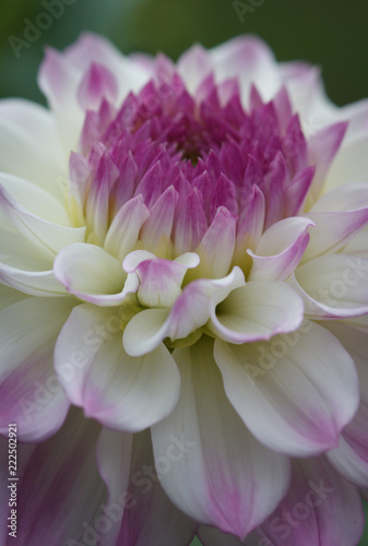 Fototapeta Naklejka Na Ścianę i Meble -  Closeup of a pastel purple white dahlia flower