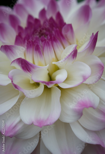 Fototapeta Naklejka Na Ścianę i Meble -  Closeup of a pastel purple white dahlia flower