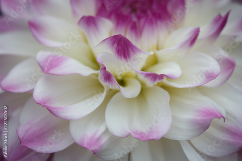 Fototapeta Naklejka Na Ścianę i Meble -  Closeup of a pastel purple white dahlia flower
