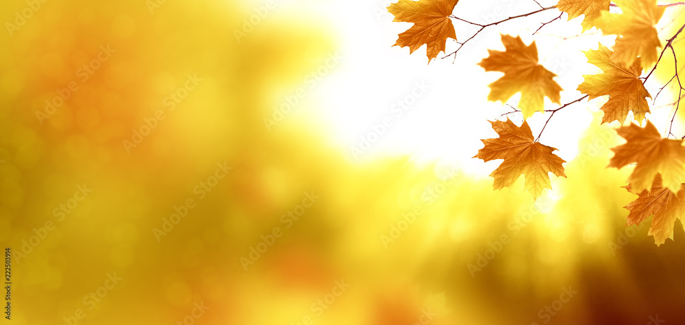 autumn landscape with bright colorful foliage. Indian summer.