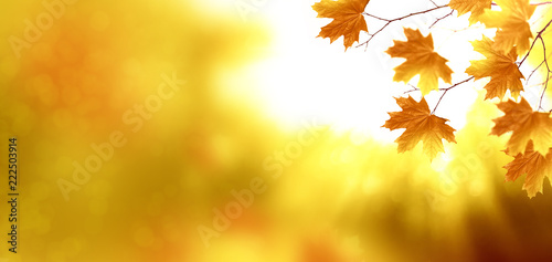 autumn landscape with bright colorful foliage. Indian summer.