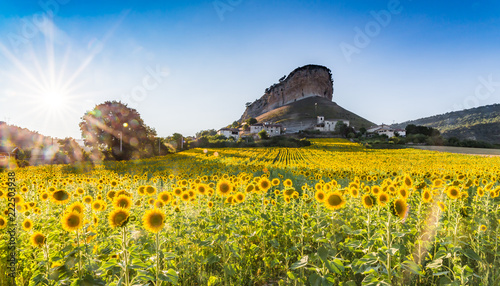 Fototapeta Naklejka Na Ścianę i Meble -  Sunflowers in a village of Spain